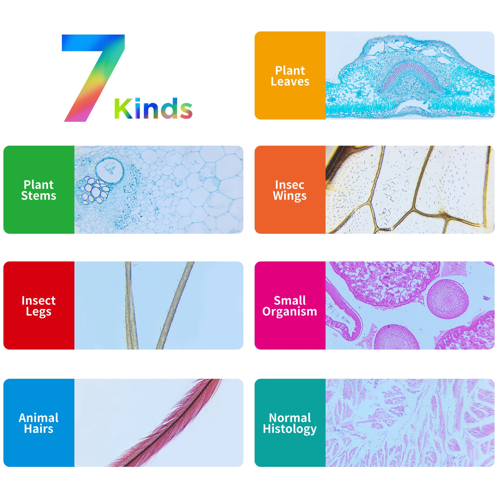 35 PCS Microscope Prepared Slides for Kids, Lab-Grade Safe Glass Plant Insect Animal Samples, Homeschool & Back to School Science Gift